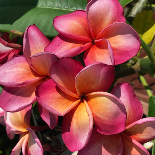Milan plumeria flower - Jungle Jack source photo