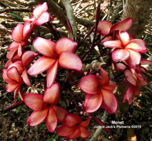 Monet plumeria flower - Jungle Jack source photo