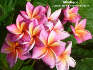 Mystique plumeria flower - Jungle Jack source photo
