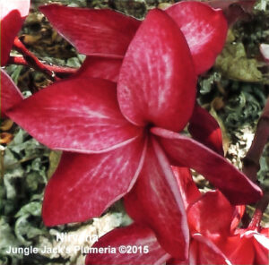 Nirvana plumeria flower - Jungle Jack source photo