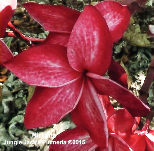 Nirvana plumeria photo