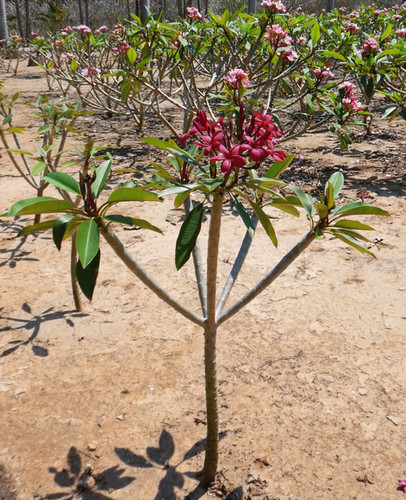 Opus plumeria flower - Jungle Jack source photo