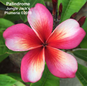 Palindrome plumeria flower - Jungle Jack source photo