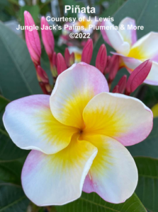 Piñata plumeria flower - Jungle Jack source photo