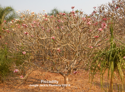 Piccadilly plumeria flower - Jungle Jack source photo