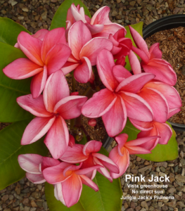 Pink Jack plumeria flower - Jungle Jack source photo