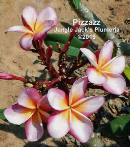 Pizzazz plumeria flower - Jungle Jack source photo