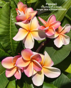 Pompeii plumeria flower - Jungle Jack source photo
