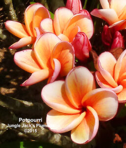 Potpourri plumeria flower - Jungle Jack source photo