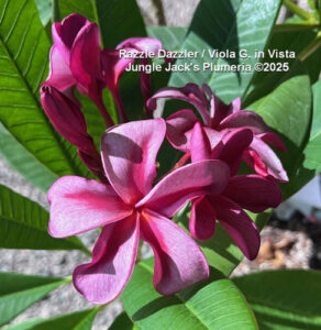 Razzle Dazzle plumeria flower - Jungle Jack source photo