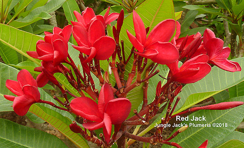 Red Jack plumeria flower - Jungle Jack source photo