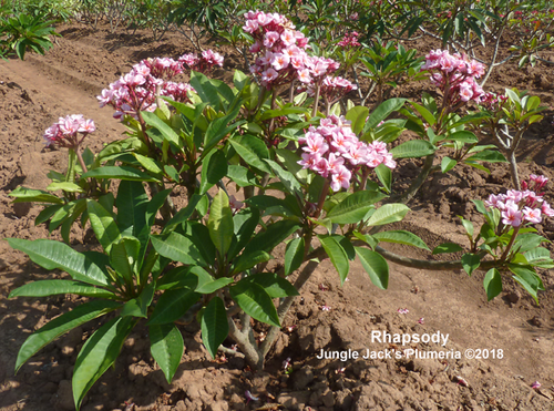 Rhapsody plumeria flower - Jungle Jack source photo