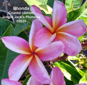 Rhonda plumeria flower - Jungle Jack source photo