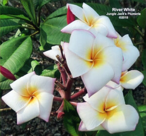River White plumeria flower - Jungle Jack source photo