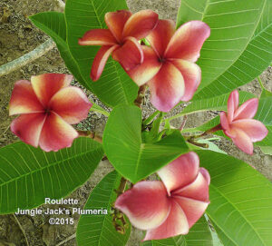 Roulette plumeria flower - Jungle Jack source photo