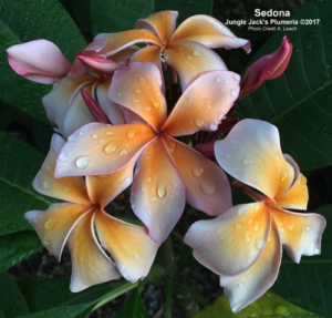 Sedona plumeria flower - Jungle Jack source photo