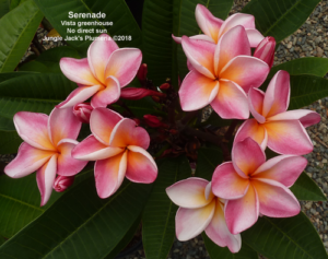 Serenade plumeria flower - Jungle Jack source photo