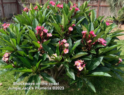 Shockwave plumeria flower - Jungle Jack source photo