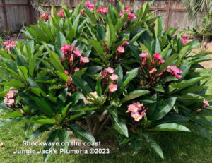 Shockwave plumeria flower - Jungle Jack source photo