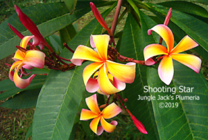 Shooting Star plumeria flower - Jungle Jack source photo