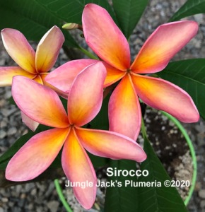 Sirocco plumeria flower - Jungle Jack source photo