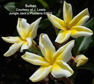 Sultan plumeria flower - Jungle Jack source photo
