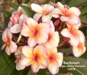SunSplash plumeria flower - Jungle Jack source photo
