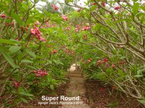 SuperRound plumeria flower - Jungle Jack source photo