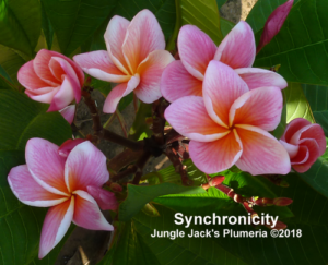 Synchronicity plumeria flower - Jungle Jack source photo