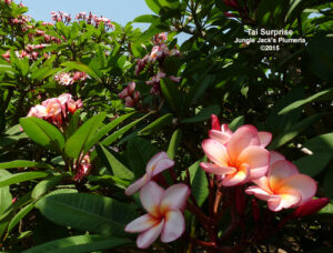 Tai Surprise plumeria flower - Jungle Jack source photo