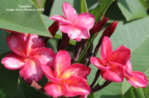 Tapestry plumeria flower - Jungle Jack source photo