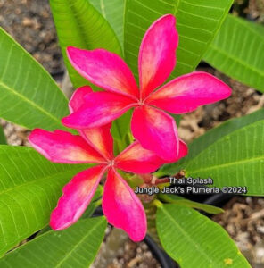 Thai Splash plumeria flower - Jungle Jack source photo