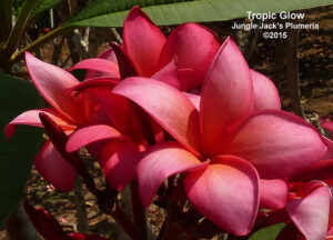 Tropic Glow plumeria flower - Jungle Jack source photo