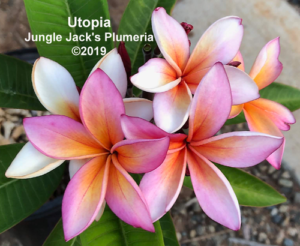 Utopia plumeria flower - Jungle Jack source photo