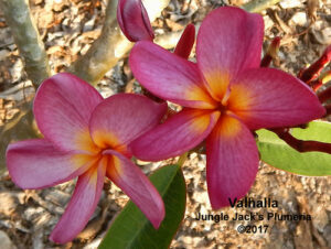 Valhalla plumeria flower - Jungle Jack source photo