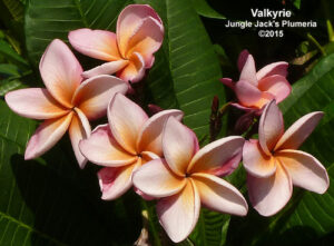 Valkyrie plumeria flower - Jungle Jack source photo