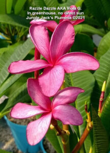 Viola G. plumeria flower - Jungle Jack source photo