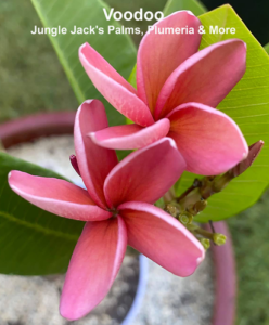 Voodoo plumeria flower - Jungle Jack source photo