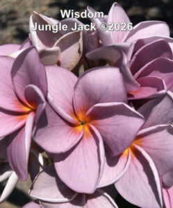 Wisdom plumeria flower - Jungle Jack source photo