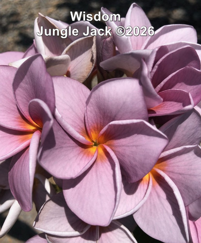 Wisdom plumeria flower - Jungle Jack source photo