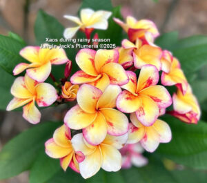 Xaos plumeria flower - Jungle Jack source photo