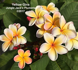 Yellow Gina plumeria flower - Jungle Jack source photo