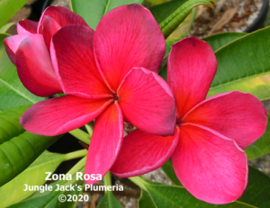 Zona Rosa plumeria flower - Jungle Jack source photo