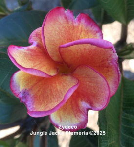 Zydeco plumeria flower - Jungle Jack source photo