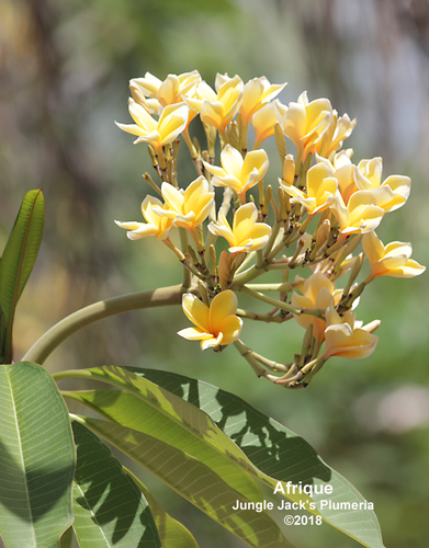 Afrique plumeria flower - Jungle Jack source photo