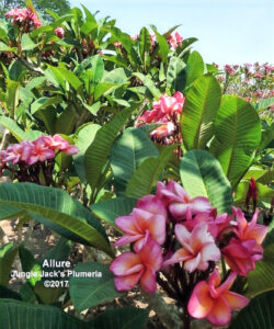 Allure plumeria flower - Jungle Jack source photo