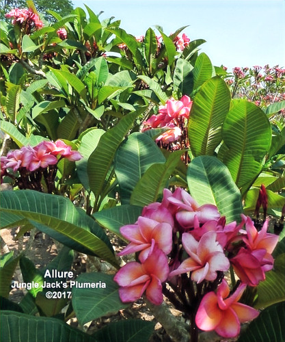 Allure plumeria photo