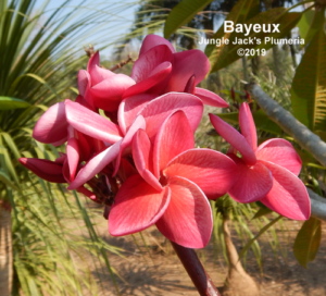 Bayeux plumeria flower - Jungle Jack source photo