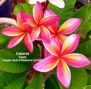 Cabaret plumeria flower - Jungle Jack source photo