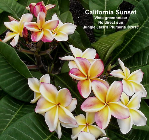 California Sunset plumeria photo